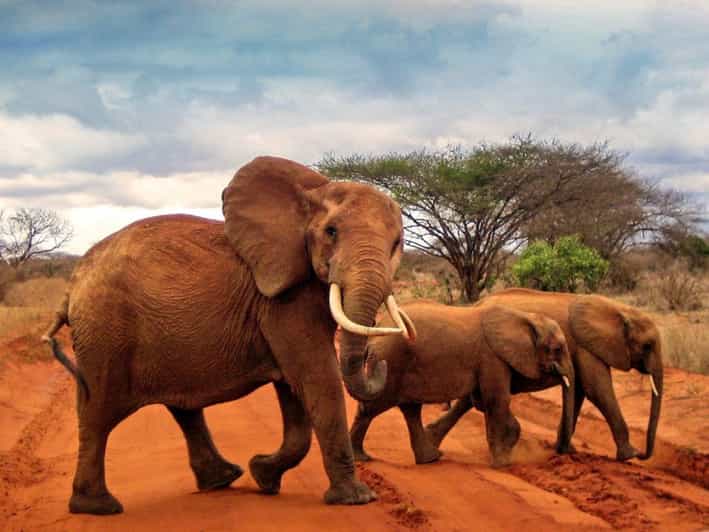 OVERNIGHT SAFARI TO TSAVO EAST PARK FROM MALINDI