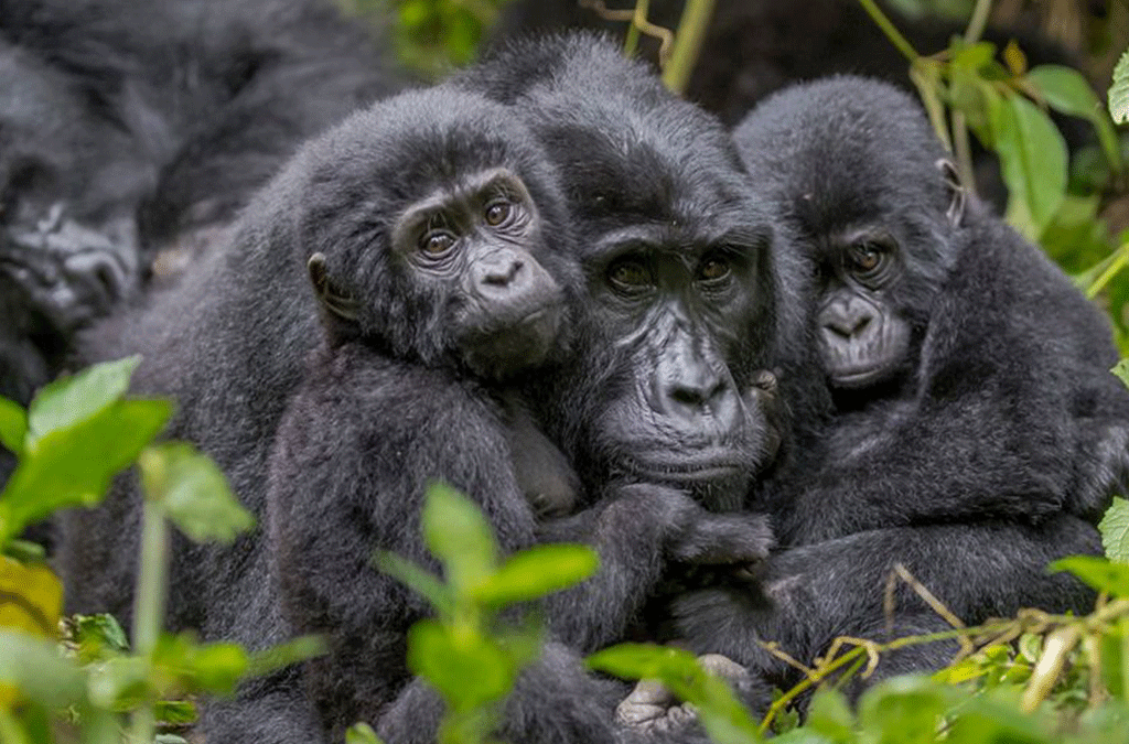 6 DAYS UGANDA GAME VIEWING & GORILLA TRACKING SAFARI