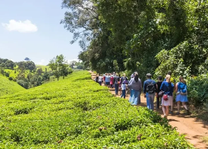 DAY TOUR TO KIAMBETHU TEA FARM