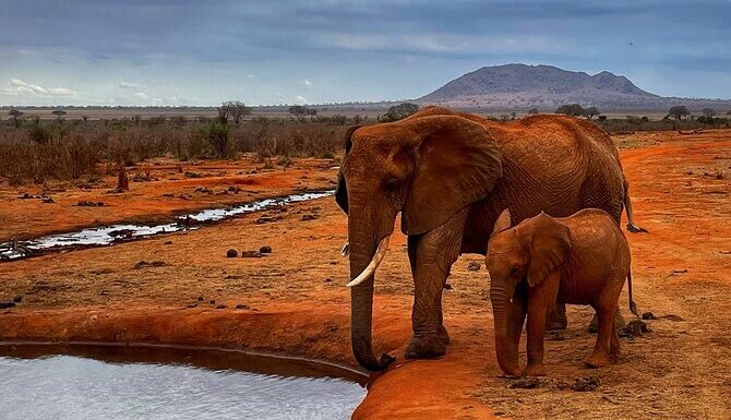 4 Days, 3 Nights Private Safari To Tsavo West, Amboseli And Tsavo East National Park From Mombasa