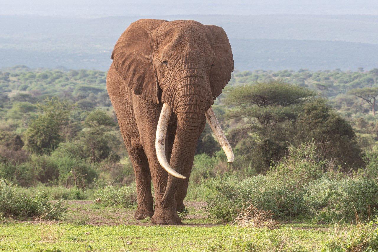 5 DAYS, 4 NIGHTS SAFARI TO AMBOSELI, TSAVO WEST & EAST NATIONAL PARKS