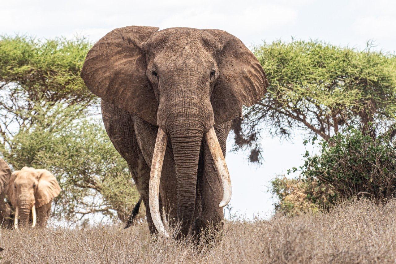 OVERNIGHT SAFARI TO TSAVO EAST PARK FROM MOMBASA