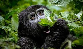4 DAYS 3 NIGHTS RWANDA GORILLA TREKKING