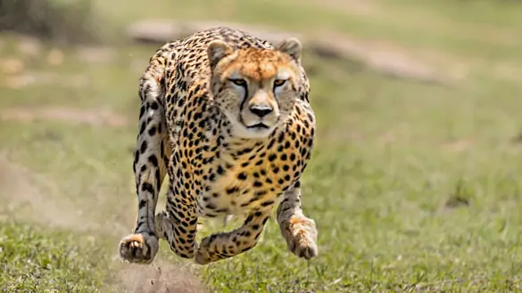 6 DAYS SAFARI TO BIG FIVE SEARCH SAFARI TO MAASAI MARA, LAKE NAKURU AND ABERDARE NATIONAL PARK