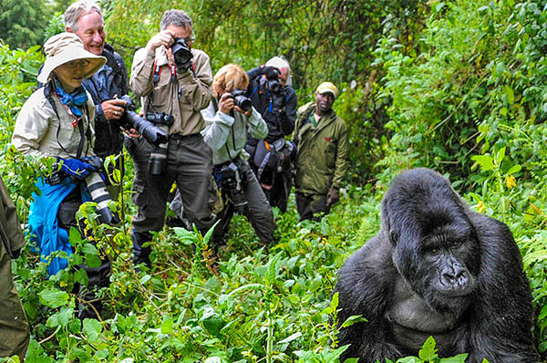 7 DAYS UGANDA PRIMATES SAFARI - 2025