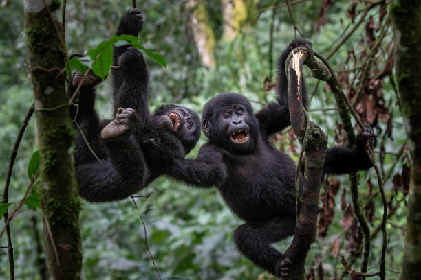 4 DAYS  KIGALI, VOLCANOES, AND BWINDI  GORILLA TREKKING
