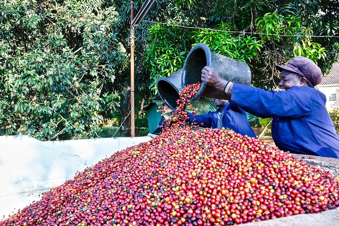 HALF DAY TOUR TO FAIRVIEW COFFEE ESTATE FROM NAIROBI