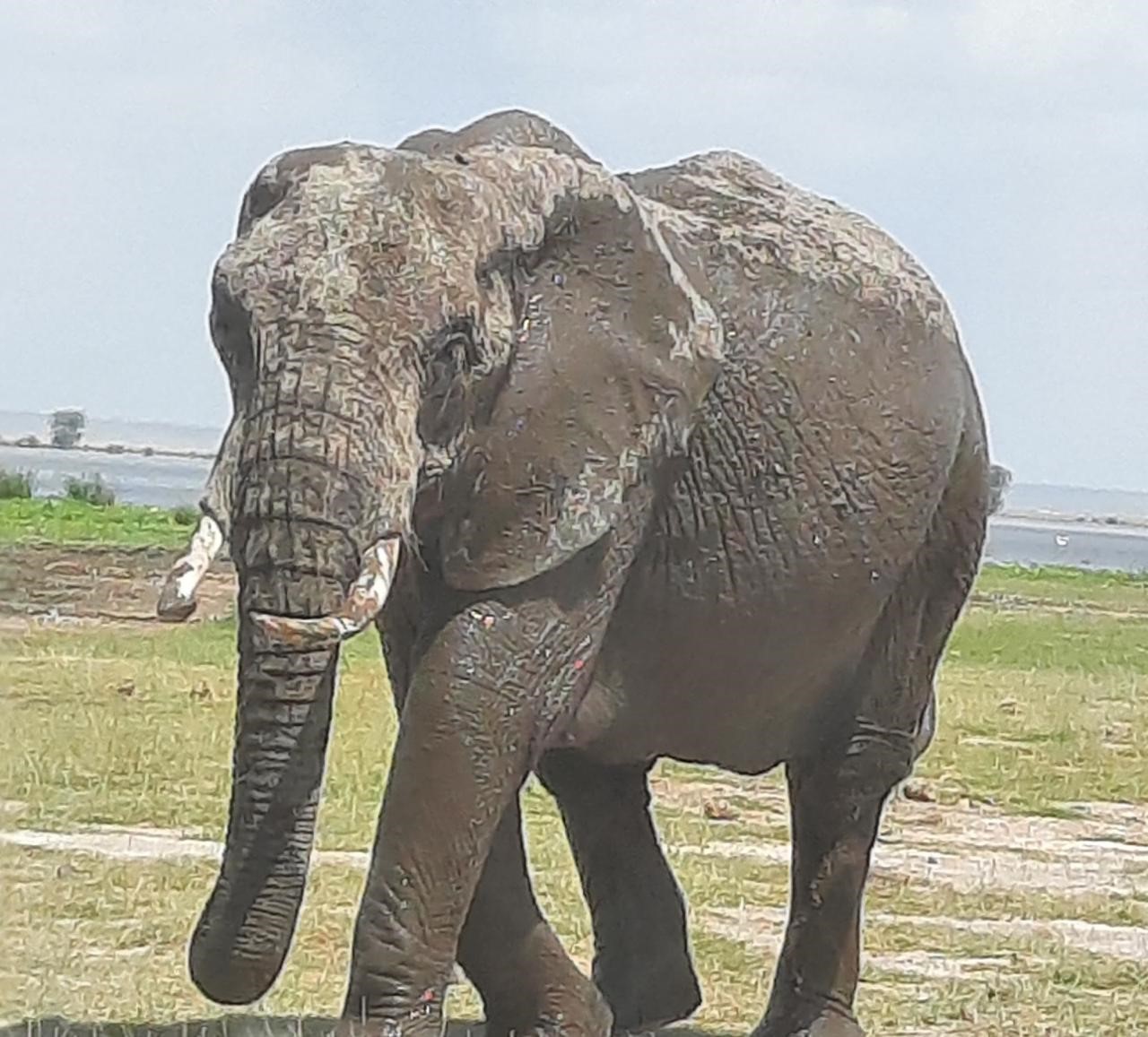 DAY TRIP TO TARANGIRE NATIONAL PARK FROM ARUSHA