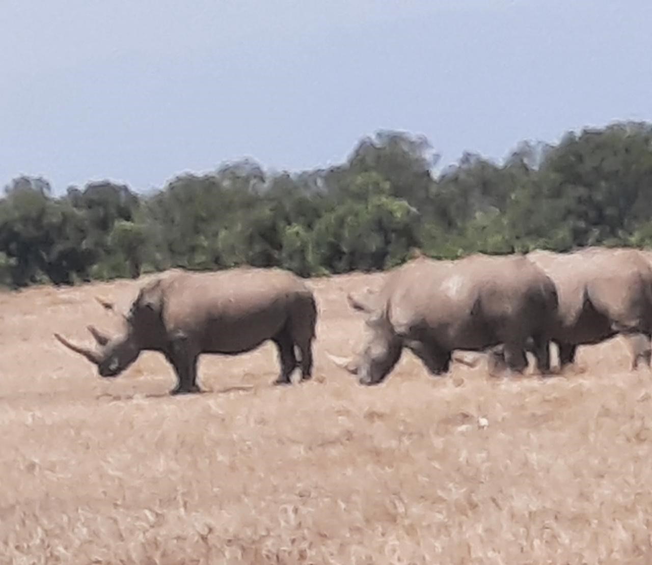 DAY TOUR TO OL PEJETA CONSERVANCY FROM NAIROBI