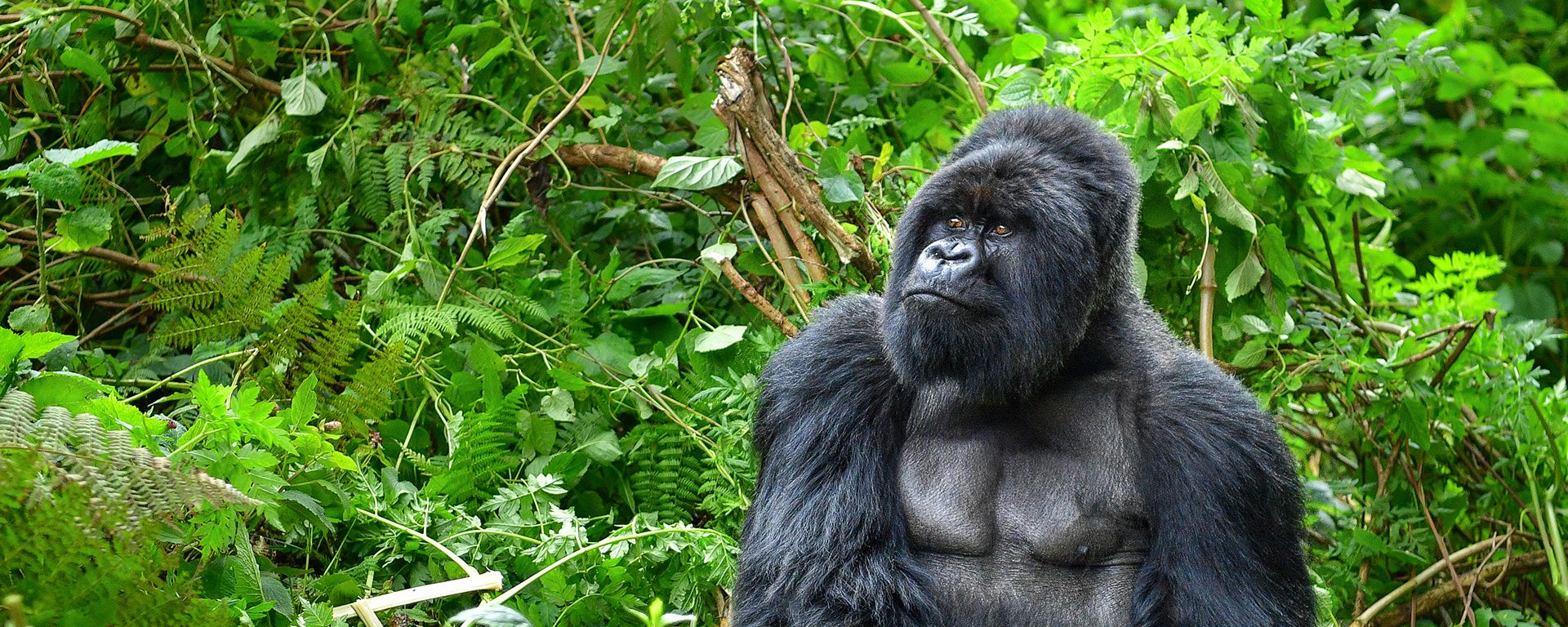 4 DAYS RWANDA GORILLA TREKKING ITINERARY