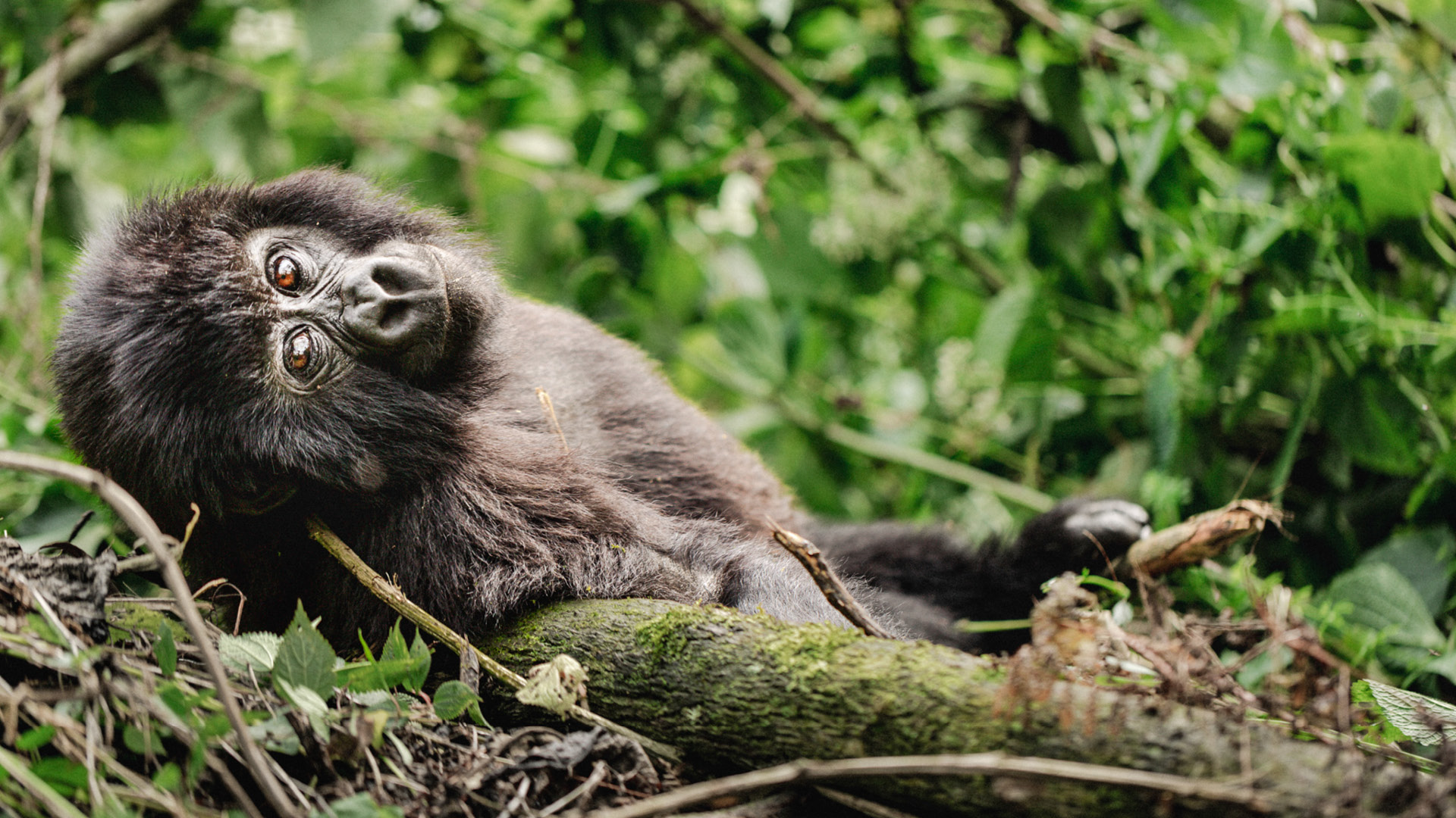 4 DAYS  KIGALI, VOLCANOES, AND BWINDI  GORILLA TREKKING