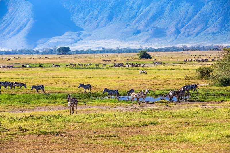 DAY TOUR TO NGORONGORO CRATER AND GAME DRIVE FROM ARUSHA