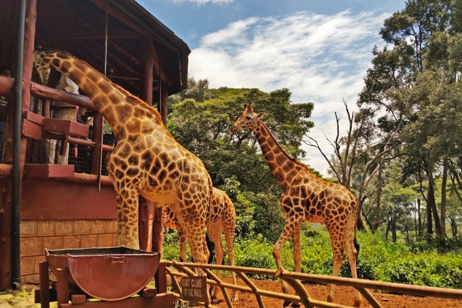 Day Tour To Giraffe Center Elephant Orphanage And Lunch At Carnivore Restaurant