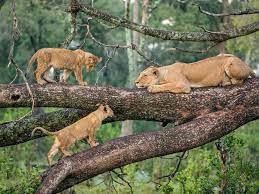 9 DAYS, 8 NIGHTS KENYA AND TANZANIA BUDGET GROUP CAMPING SAFARI PACKAGE FROM NAIROBI
