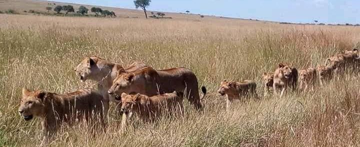 7 Days Safari Package To Masai Mara, Lake Nakuru & Naivasha/Hell’s Gate & Samburu National Reserve with complimentary night at After 40 Hotel in Nairobi and airport pick up