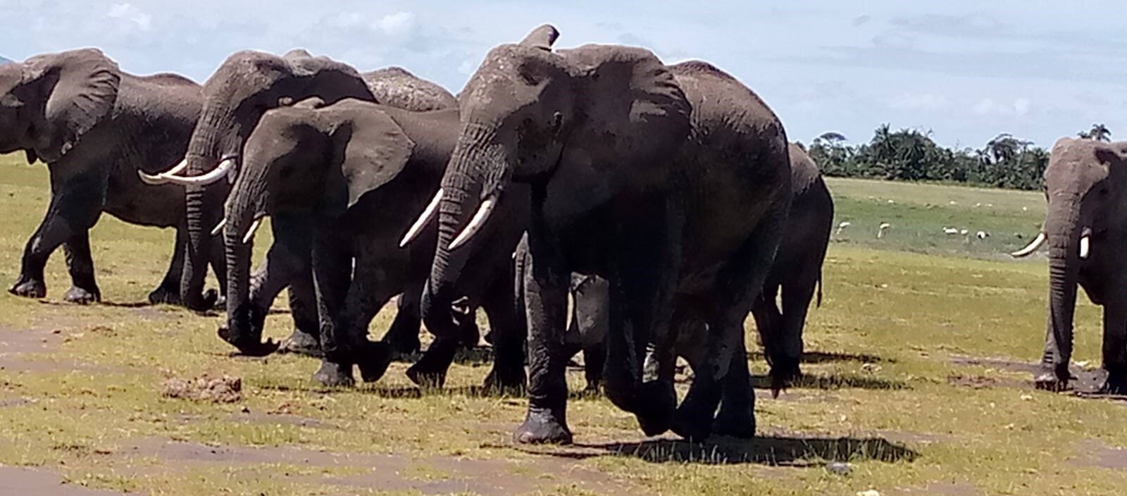 Full-Day Private Tour of Tsavo East National Park from Mombasa/ Diani/ Malindi