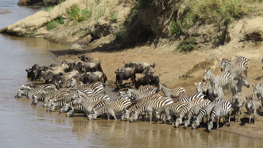5 DAYS, 4 NIGHTS SMALL GROUP SAFARI TO MASAI MARA, LAKE NAKURU AND ABERDARE NATIONAL PARK