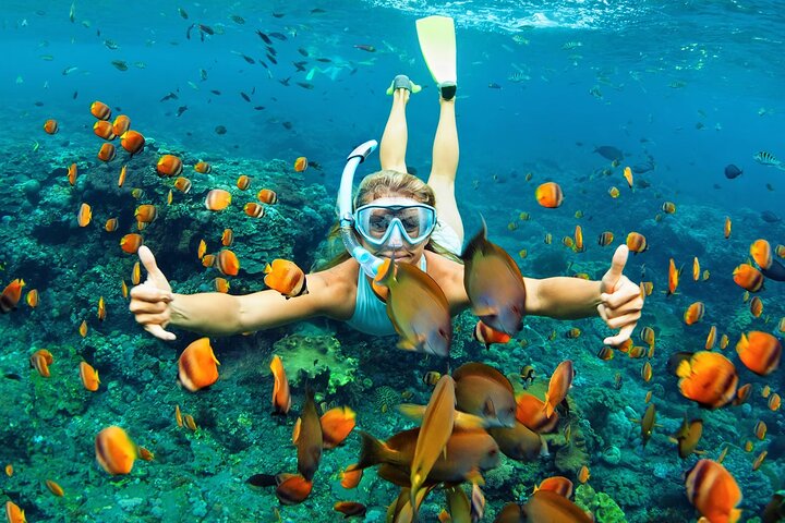 DOLPHINS AND SNORKELING TOURS IN WATAMU