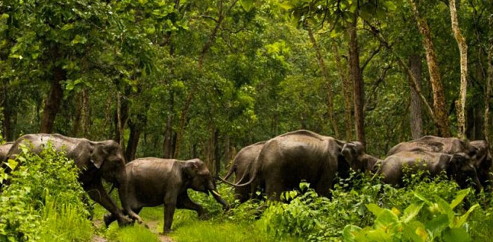 DAY TOUR TO GIRAFFE, ELEPHANTS & BOMAS OF KENYA