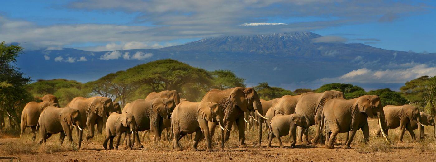 5 DAYS 4 NIGHTS LUXURY FLYING PRIVATE SAFARI TO MAASAI MARA AND AMBOSELI PARK